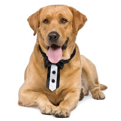 Tuxedo Dog Collar - Wedding Collectibles
