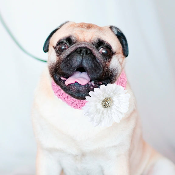 Flower Dog Collar - Wedding Collectibles